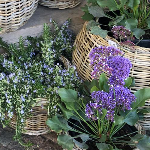 Pflanzen für Draußen Blumen Bad Dürkheim
